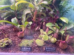 -中国科学院西双版纳热带植物园