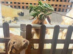 -广州长隆国际大马戏