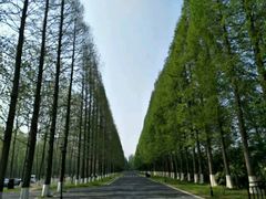 -黄海国家森林公园