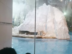 -帝企鹅自助餐厅•儿童岛•真企鹅(长隆企鹅酒店)