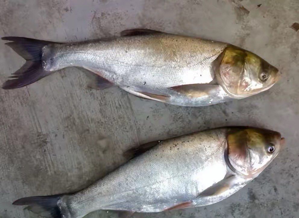 三种垃圾鱼 吃了对身体有害