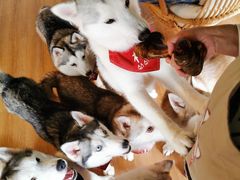 -Husky Go! 哈士奇体验馆·宠物咖啡厅狗咖