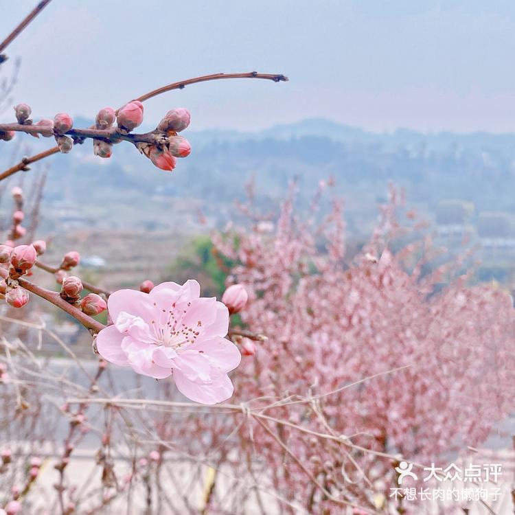 龙泉桃花沟图片