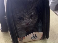 -天宠宠物医院24小时·急重症诊疗中心·全科·腔镜特色(和平分院)