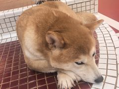 -和它·交个朋友·狗咖猫咖(爱琴海店)