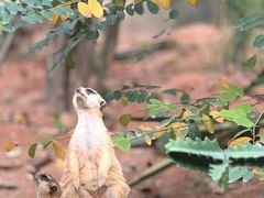 -广州长隆野生动物世界