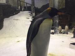 -悉尼海洋生物水族馆