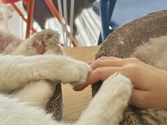 -平行世界·猫咖(首经贸店)