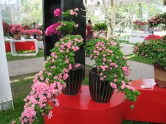 温室-上海鲜花港