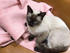 -藏猫猫咖啡主题馆(中央大道店)