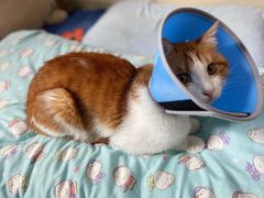 -纳吉亚猫专科动物医院博雅分院