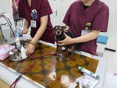 -美联众合动物医院·24h京西诊疗中心