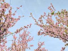 -海棠花溪(元大都城垣遗址公园)