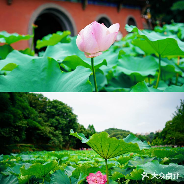华岩寺的荷花开了