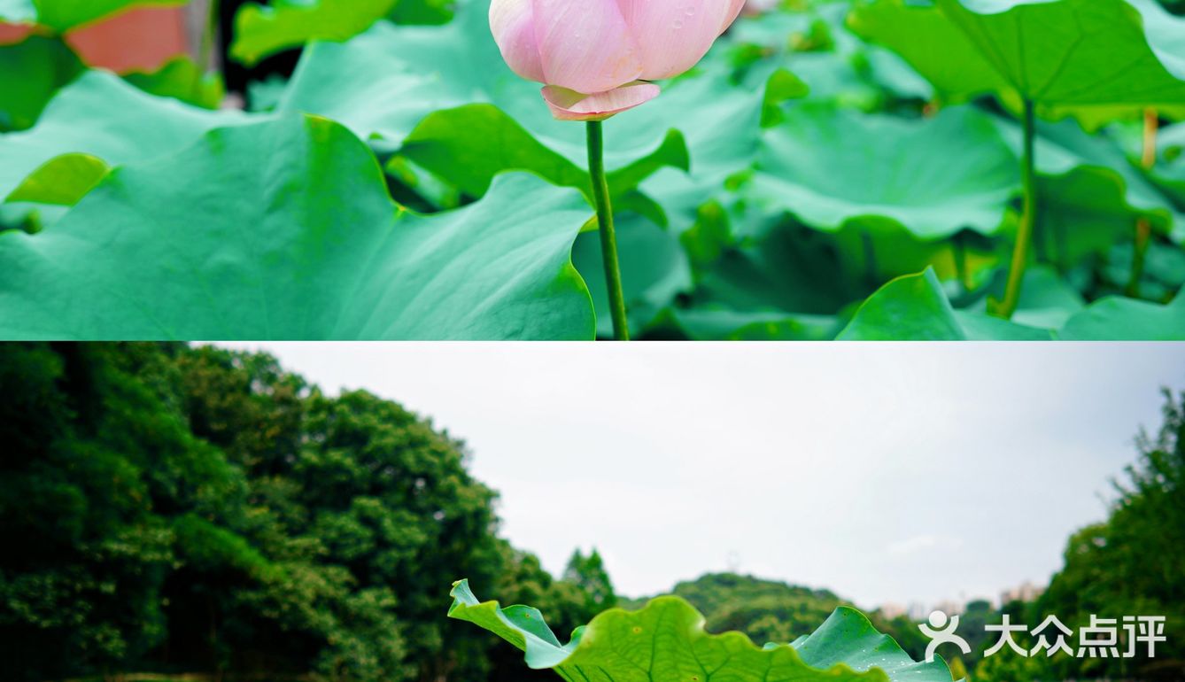 华岩寺的荷花开了