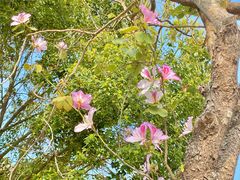 -珠海科技学院-旧饭堂
