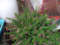 -金陵花卉交易市场