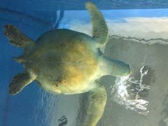 iphone_upload_pic-北戴河圣蓝海洋公园