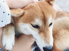 -柴犬高等学院·狗咖·柴犬售卖·宠物训练