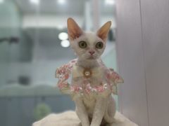 -爱洗澡的猫(望京店)