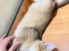 -藏猫猫咖啡主题馆(中央大道店)
