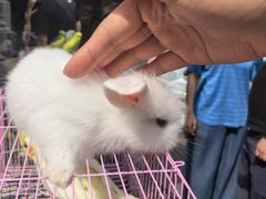 -哈尔滨道外花鸟鱼市场