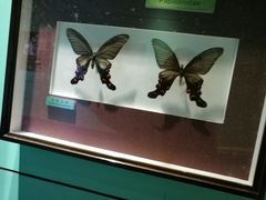 -上海昆虫博物馆