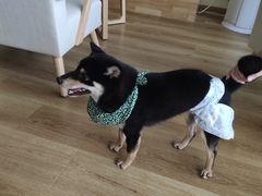 -柴犬小屋·柴餐厅·狗咖食堂(金鼎广场店)