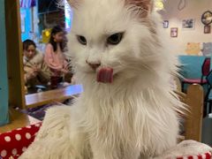 -猫小院猫主题咖啡厅(北锣店)