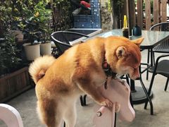 -柴犬高等学院·狗咖·柴犬售卖·宠物训练