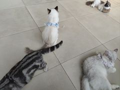 -怪兽屋·羊驼·猫咖·狗咖(俊华广场店)