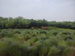 -盘龙城国家考古遗址公园