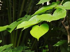 -海兰云天度假区温泉