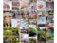 -桃花堤公园