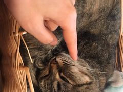 -猫友咖啡店(玉林西路店)