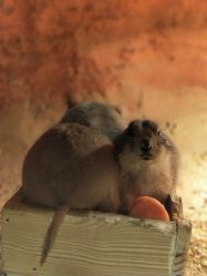 -酷嗒动物文化乐园(cutezoo西溪乐天城店)