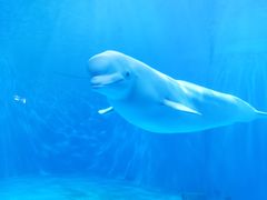 -多彩贵州城极地海洋世界