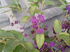 -三圣花乡旅游区