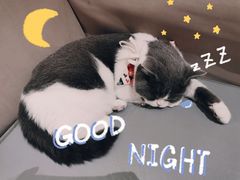 -MOCHA明星猫咖(田子坊店)