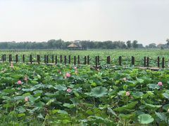 -西青郊野公园