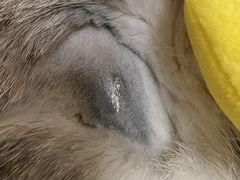 -瑞派长江宠物医院·猫科·外科·24小时夜护(谊城公寓分院)