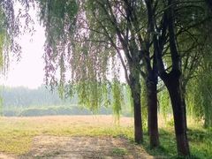 -东坝千亩湖公园