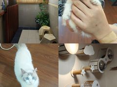 -楼上猫咖(罗湖店)