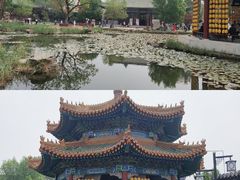 -曹州牡丹园