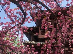 -西安青龙寺遗址景区