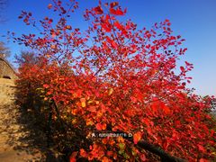 -香山公园