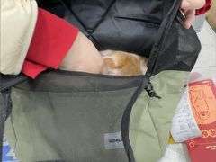-安安宠医宠物医院·异宠·犬猫内科(岳阳分院)