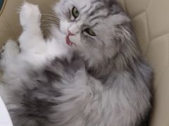 -安格丽娜·狗咖·猫咖羊驼咖(春熙路百盛商场店)