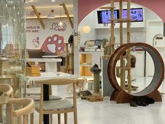 -喵园·猫主题咖啡厅·撸猫·猫咖(国贸店)