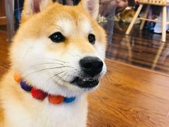 -豆柴町-柴犬主题狗咖(红鼎国际C座店)